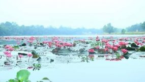 আন্দু নদীর শাপলা বিল:কানাইঘাটের নতুন পর্যটন সম্ভাবনা