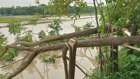 কানাইঘাট বড়চতুলে রাতের অধাঁরে রিক্সা চালকের গাছ কেটে সাবাড়