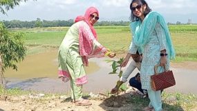 কানাইঘাট স্টেডিয়ামে চেয়ার স্থাপন ও বৃক্ষরোপন করলেন উপ-পরিচালক মাহমুদা সুলতানা
